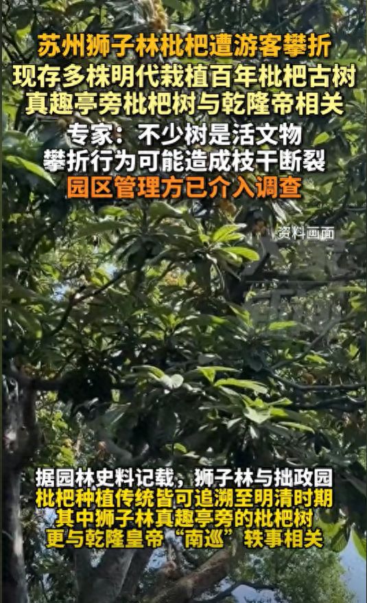 明代栽植百年枇杷古树专家：园区管理方已介入调查AG真人旗舰厅苏州狮子林枇杷遭游客
